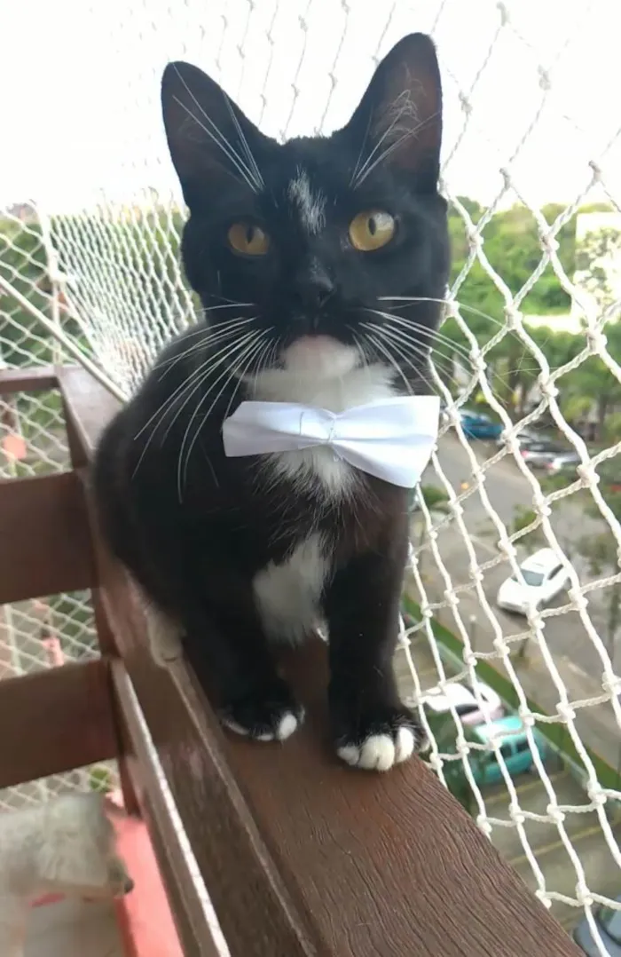 Gato ra a SRD-ViraLata idade 2 a 6 meses nome DARIN 