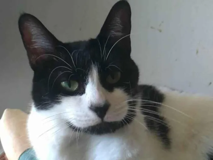 Gato ra a SRD-ViraLata idade 2 anos nome Filó 
