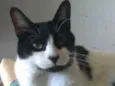 Filó