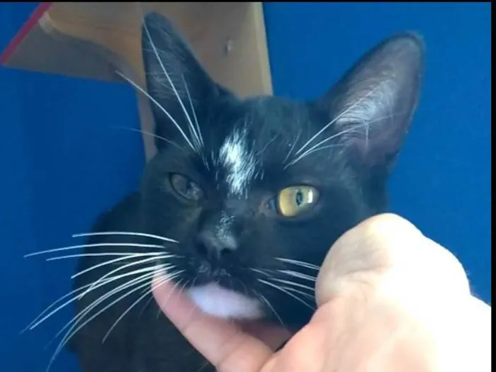 Gato ra a SRD-ViraLata idade 2 a 6 meses nome DARIN 