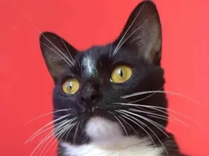 Gato raça SRD-ViraLata idade 2 a 6 meses nome DARIN 