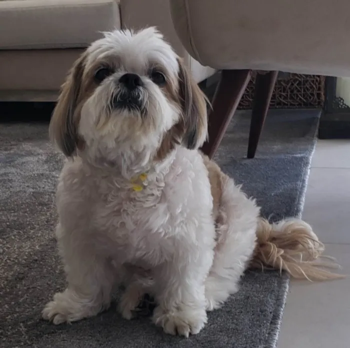 Cachorro ra a Lhasa Apso idade 6 ou mais anos nome Foguinho 