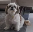 Foguinho