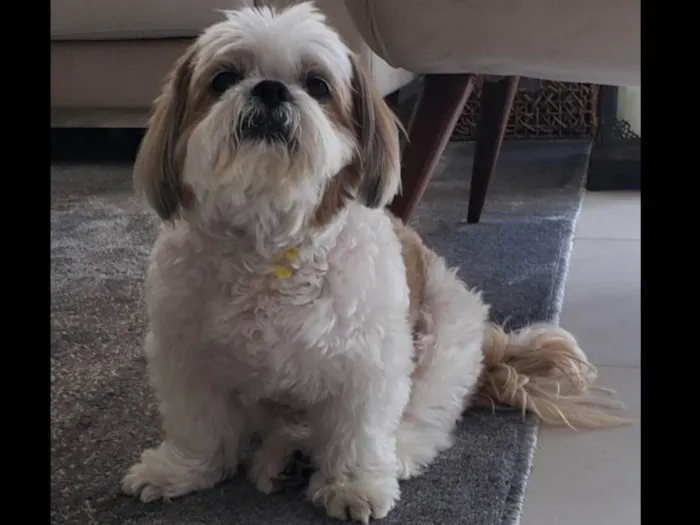 Cachorro ra a Lhasa Apso idade 6 ou mais anos nome Foguinho 
