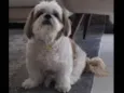 Foguinho