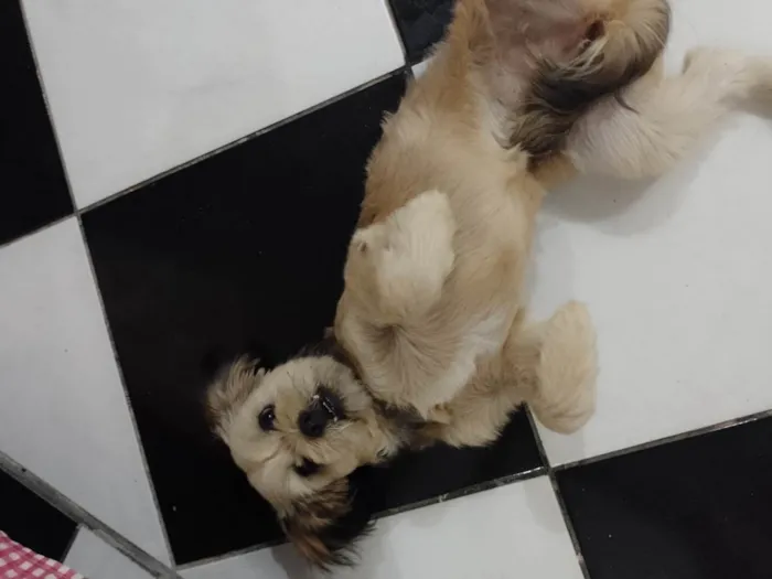 Cachorro ra a Shitzu misturada  idade 2 a 6 meses nome Mel