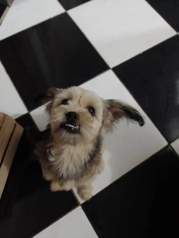Cachorro ra a Shitzu misturada  idade 2 a 6 meses nome Mel