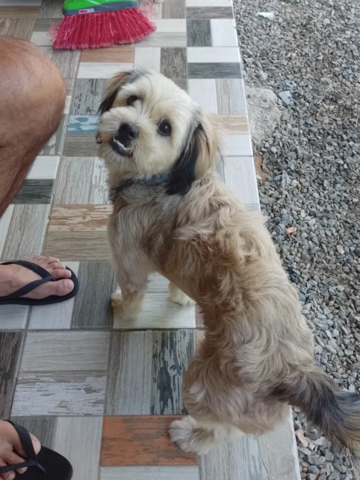 Cachorro ra a Shitzu misturada  idade 2 a 6 meses nome Mel