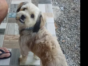 Cachorro raça Shitzu misturada  idade 2 a 6 meses nome Mel