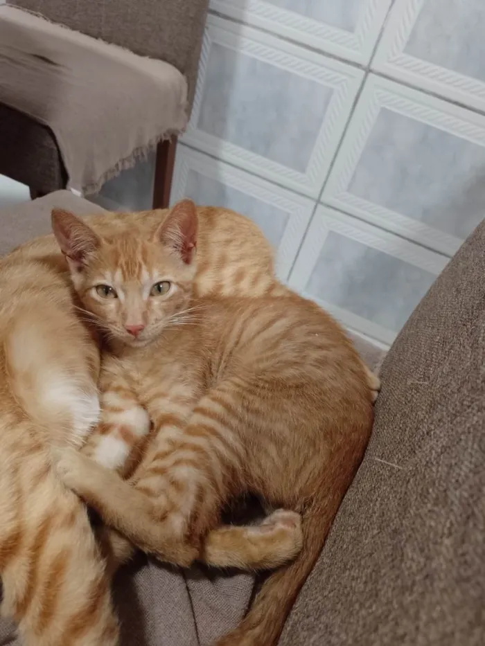 Gato ra a SRD-ViraLata idade 2 a 6 meses nome -