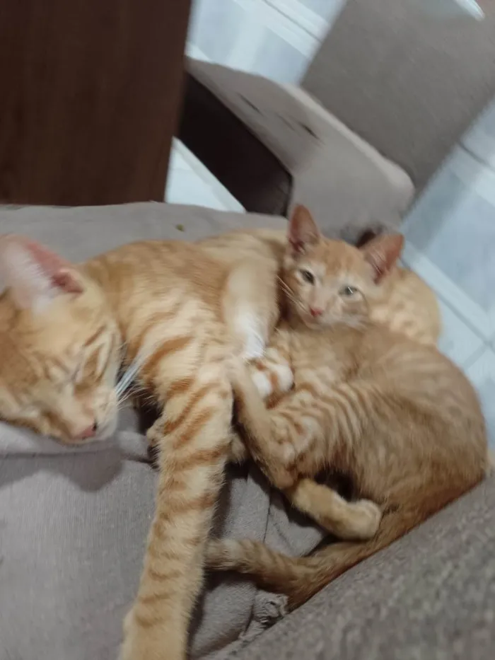 Gato ra a SRD-ViraLata idade 2 a 6 meses nome -