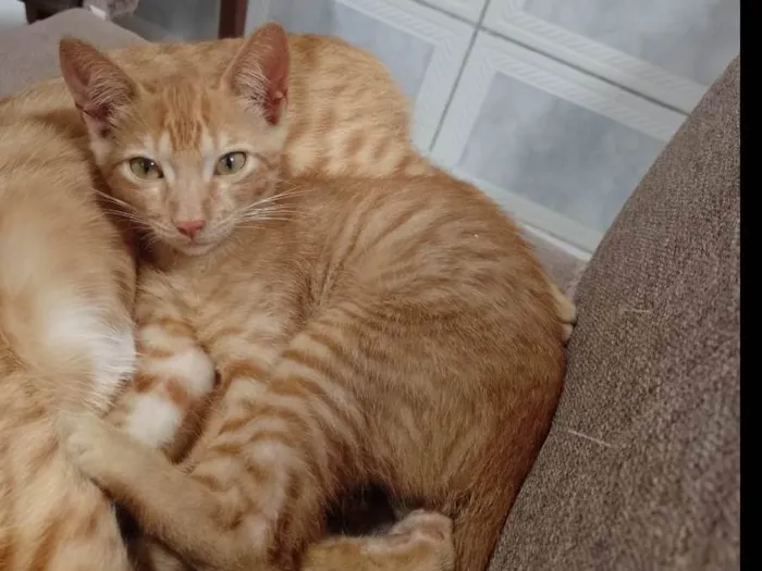 Gato ra a SRD-ViraLata idade 2 a 6 meses nome -