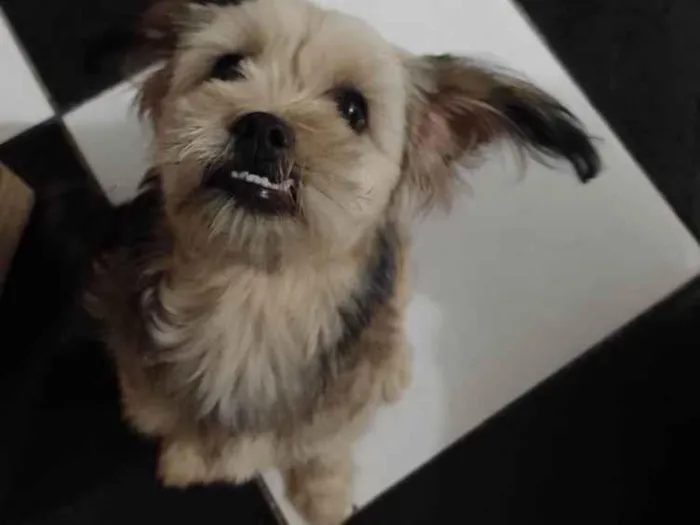 Cachorro ra a Shitzu misturada  idade 2 a 6 meses nome Mel