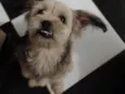 Mel