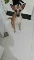 Belinha
