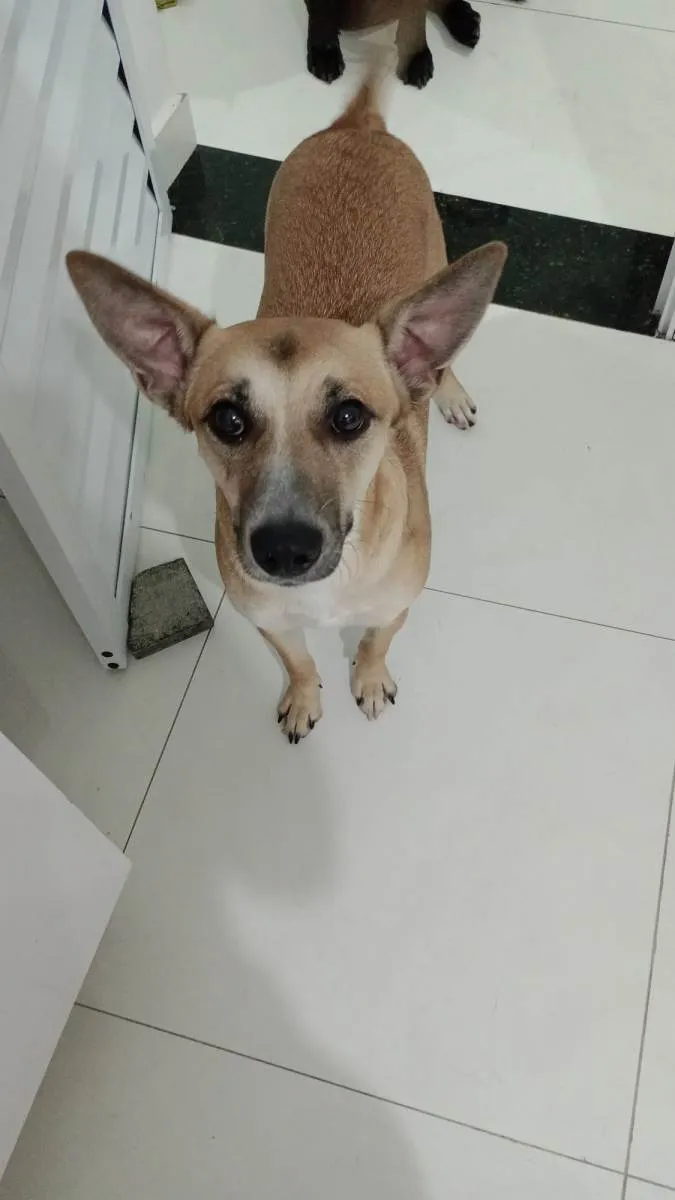 Cachorro ra a SRD-ViraLata idade 2 a 6 meses nome Belinha 