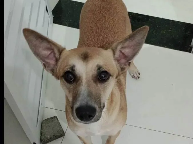 Cachorro ra a SRD-ViraLata idade 2 a 6 meses nome Belinha 