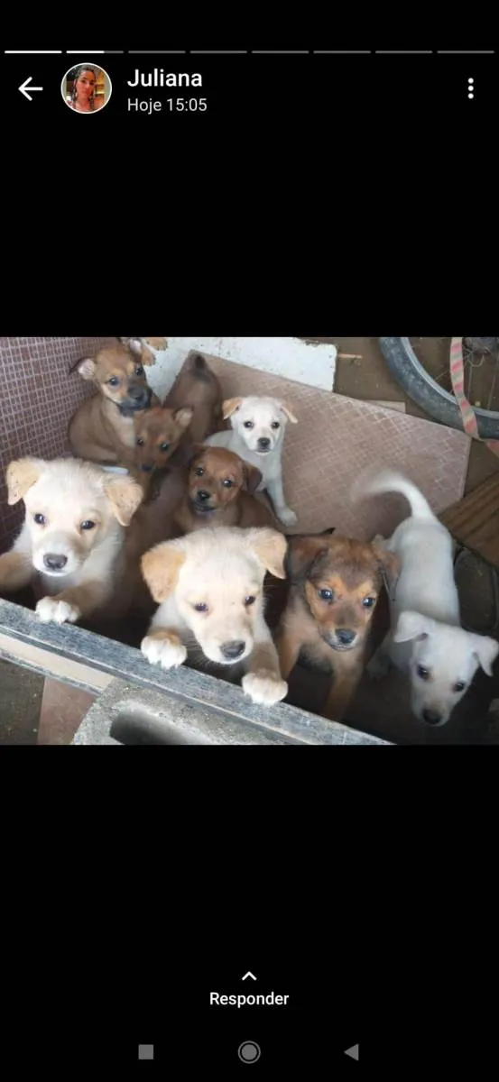 Cachorro ra a SRD-ViraLata idade 2 a 6 meses nome Filhotes