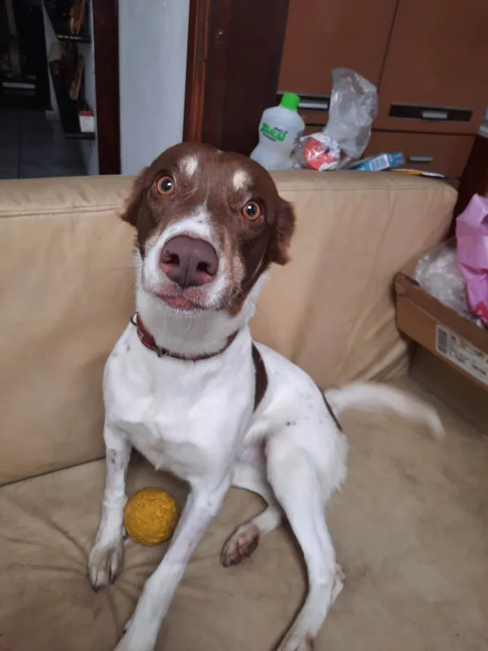 Cachorro ra a SRD-ViraLata idade 5 anos nome Nani