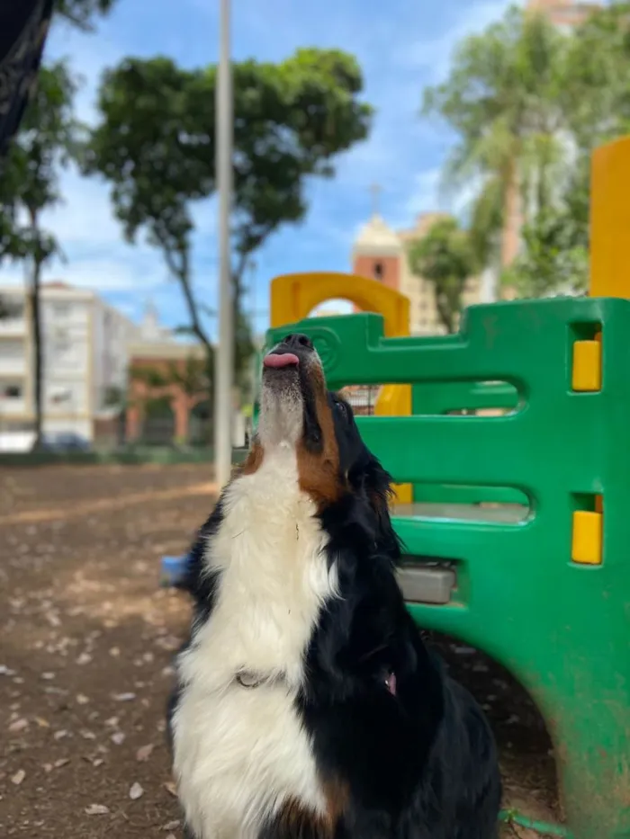 Cachorro ra a Bernese  idade 2 anos nome Kika