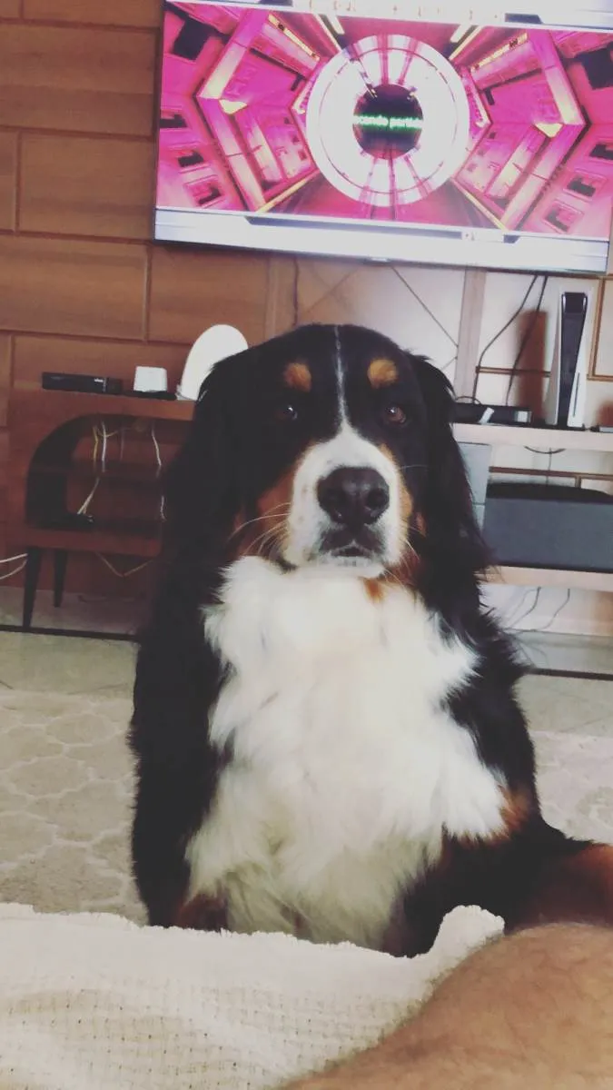 Cachorro ra a Bernese  idade 2 anos nome Kika