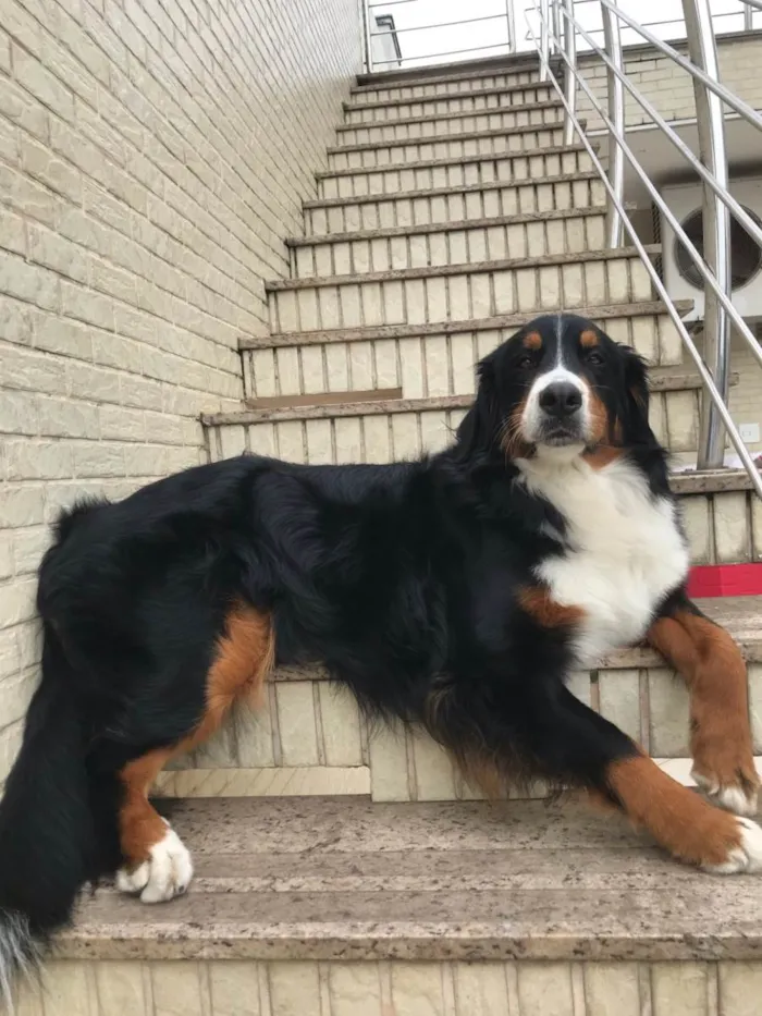 Cachorro ra a Bernese  idade 2 anos nome Kika