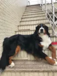 Kika