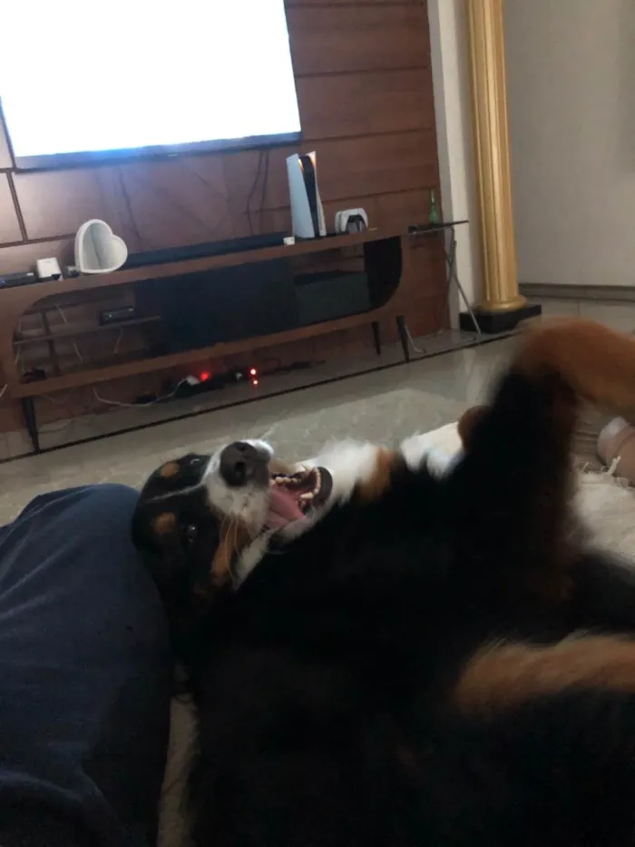 Cachorro ra a Bernese  idade 2 anos nome Kika