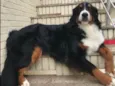Kika