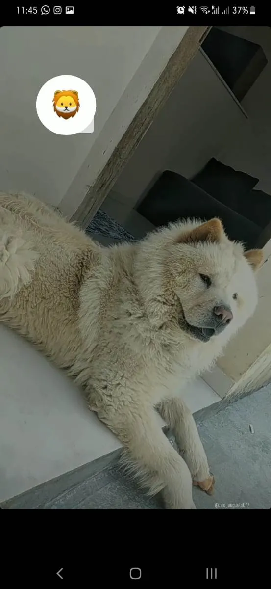 Cachorro raça Chow Chow idade 1 ano nome Billy