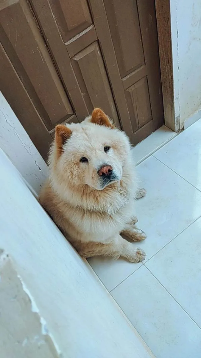 Cachorro raça Chow Chow idade 1 ano nome Billy