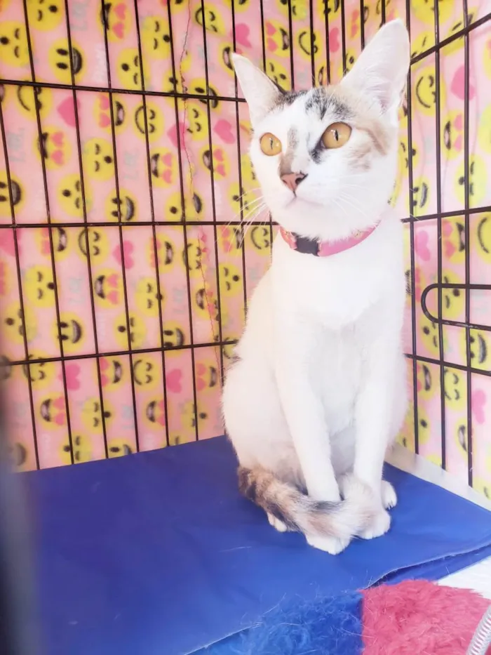 Gato ra a Srd  idade 3 anos nome Madhu