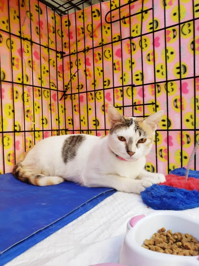 Gato ra a Srd  idade 3 anos nome Madhu