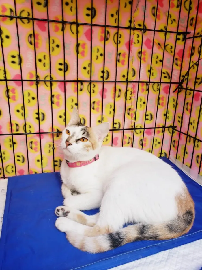 Gato ra a Srd  idade 3 anos nome Madhu