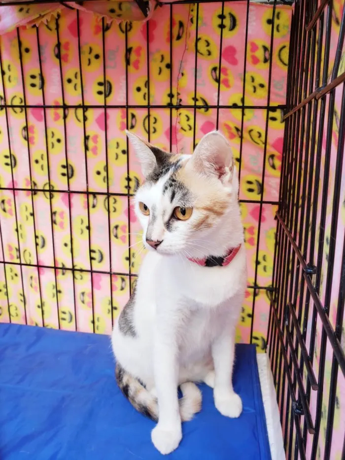 Gato ra a Srd  idade 3 anos nome Madhu