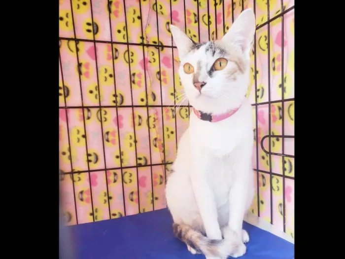Gato ra a Srd  idade 3 anos nome Madhu