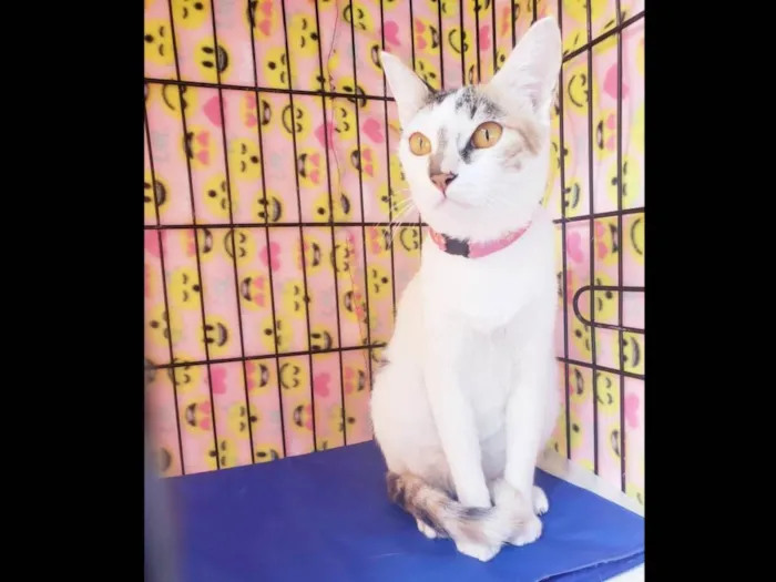 Gato ra a Srd  idade 3 anos nome Madhu