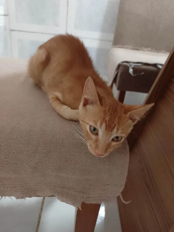 Gato ra a SRD-ViraLata idade 2 a 6 meses nome -