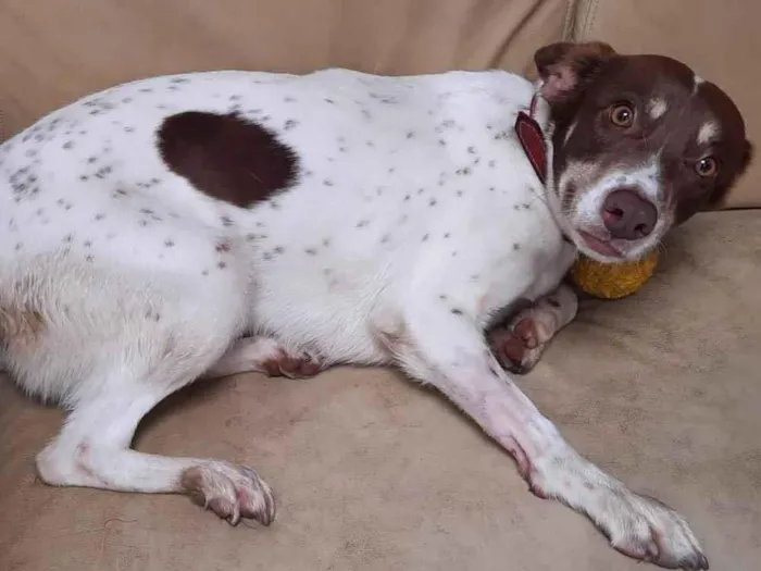 Cachorro ra a SRD-ViraLata idade 5 anos nome Nani