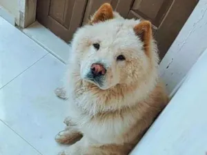 Cachorro raça Chow Chow idade 1 ano nome Billy