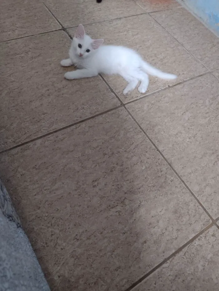 Gato ra a  idade 2 a 6 meses nome Mimo