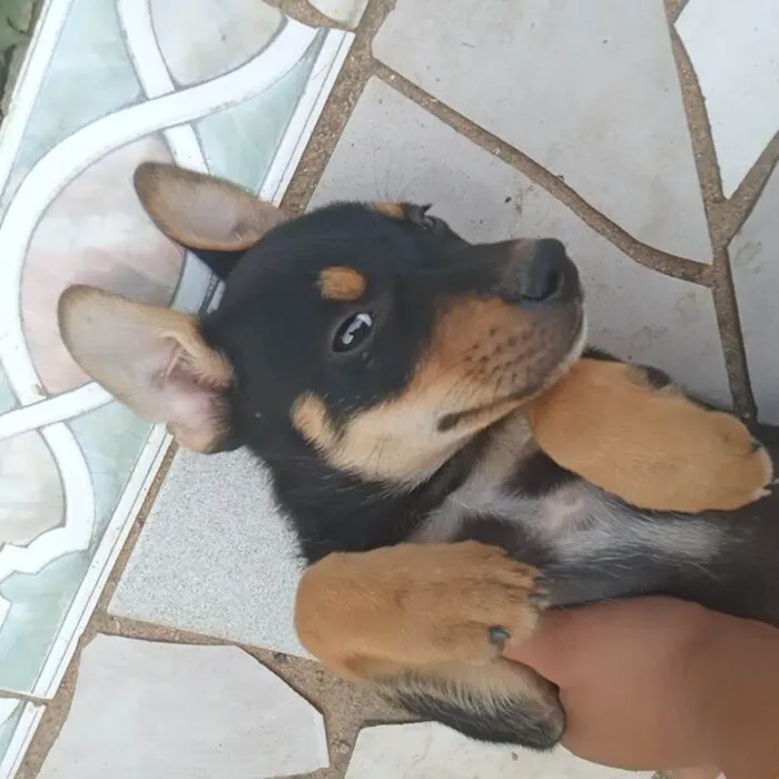 Cachorro ra a SRD-ViraLata idade Abaixo de 2 meses nome Não tem 