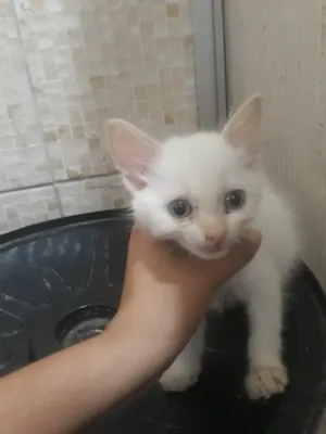 Gato raça SRD-ViraLata idade 2 a 6 meses nome Sem nome