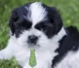 Bob 