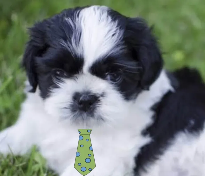 Cachorro ra a Mestico  idade 1 ano nome Bob 