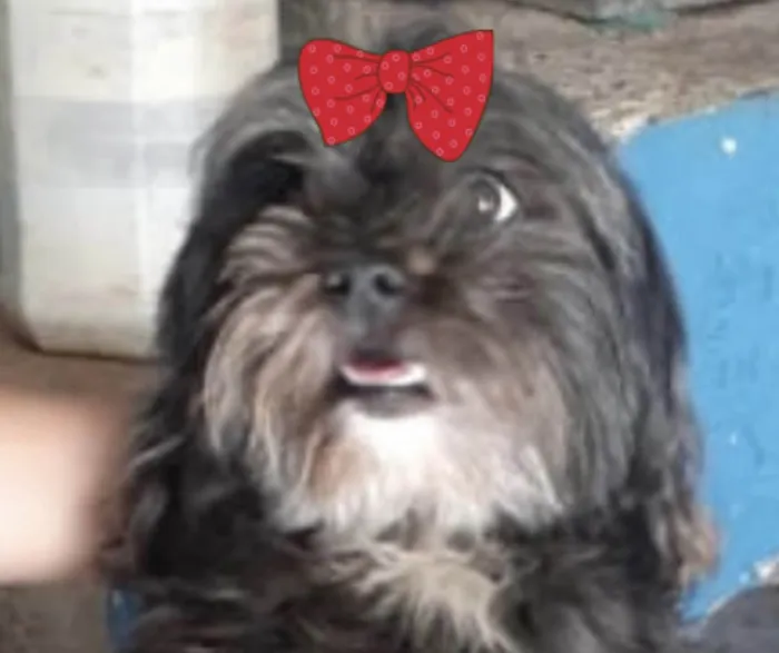 Cachorro ra a Mestica  idade 2 anos nome Amora 