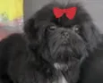 Dora 
