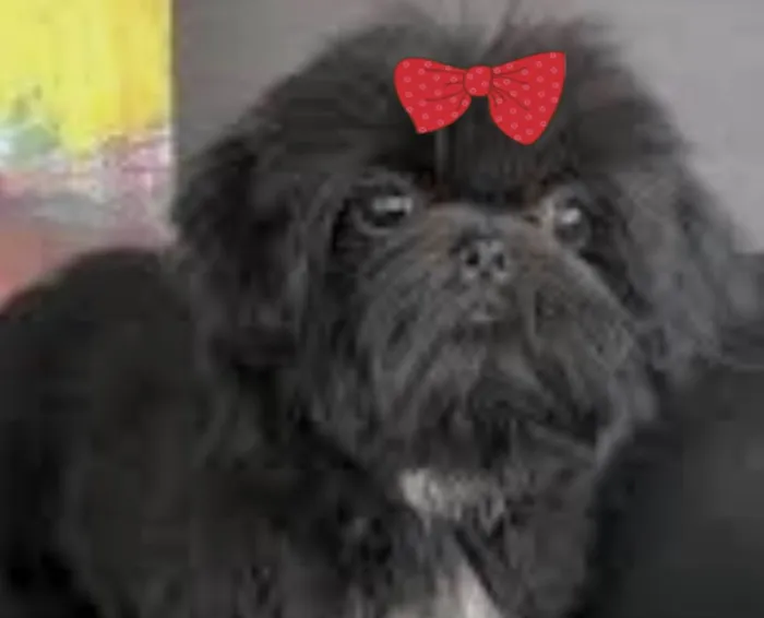 Cachorro ra a Mestica  idade 2 anos nome Dora 