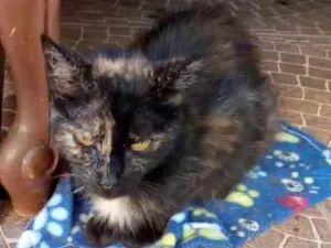 Gato raça Srd idade 7 a 11 meses nome Martina