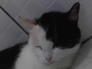Gato raça Srd idade 2 anos nome Rita